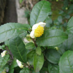 Camellia sinensis