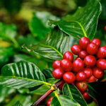 Coffee Tree