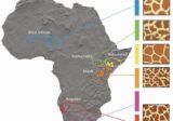Regional map of giraffes' patterns in Africa