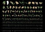 The largest to smallest landmasses in the world mapped