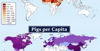 Camels vs Pigs Copmpared