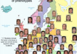 Human phenotypes in Europe