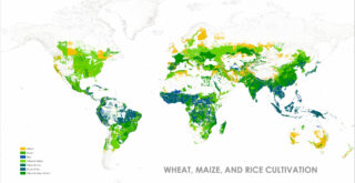 Mapped Wheat Maize and Rice production
