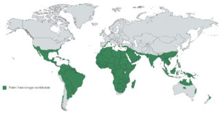 Places where palm trees grow
